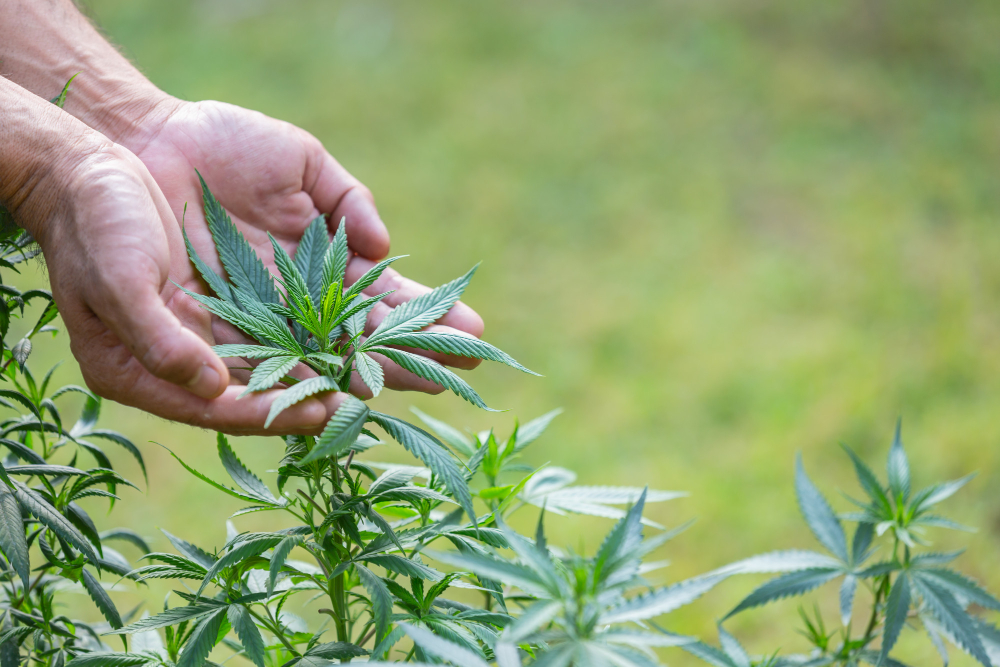 Legit online dispensary worldwide | Green Leaf Dispensary 19467